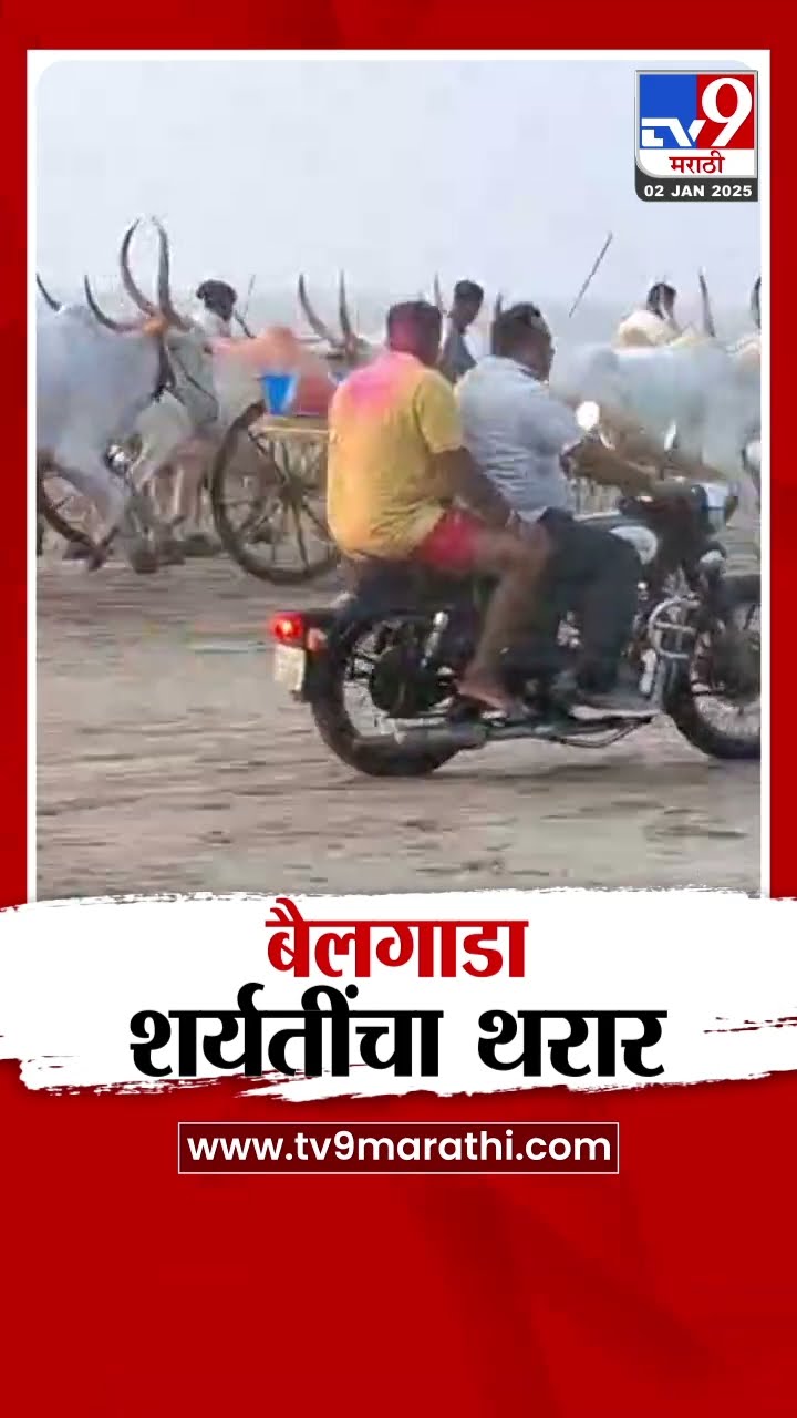 Alibaug  समुद्र किनाऱ्यावर नवीन वर्षाला बैलगाडा शर्यतींचा थरार