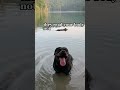 Dog psychology facts #mindset #shorts