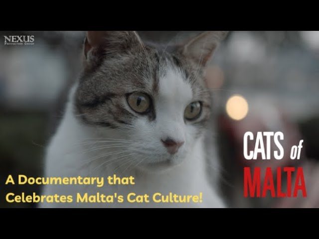 Cats of Malta Film
