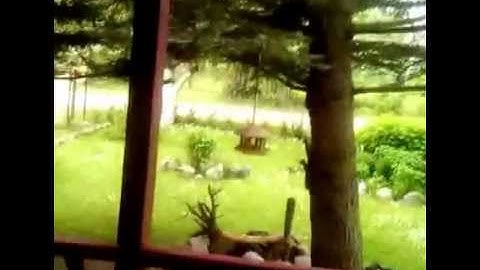 Funny Squirrles running around the tree