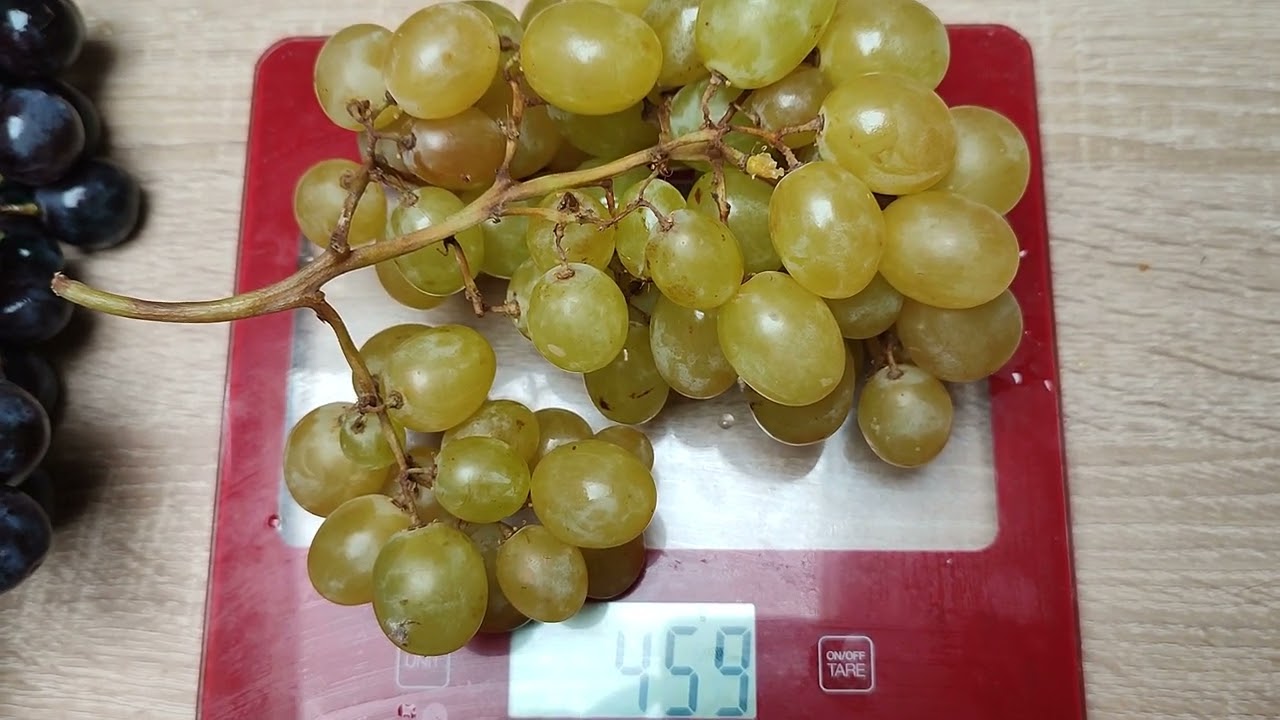 Csemegeszőlő. Itália, 2023.09.29. Mecsekszabolcs.