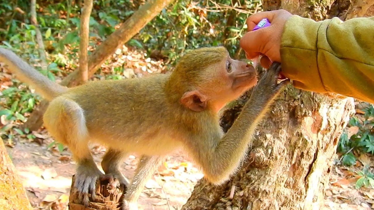Elpida Is So Hungry To Drink Milk We Also Give Mango To Little Young elpida-is-so-hungry-to-drink-milk-we-also-give-mango-to-little-young