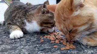 釣り人が持ってきたカリカリを貰って食べる野良猫
