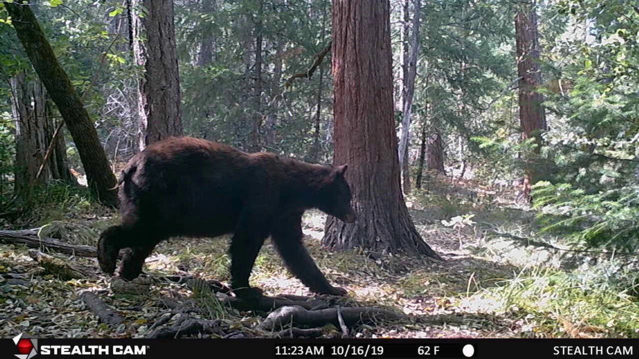 TrinityBears - YouTube