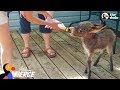 World's Tiniest Donkey Loves Pranking His Mom - TINY TIM | The Dodo Little But Fierce