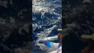 I caught the first white marlin in the Cozumel tournament today