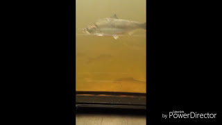 Fish Ladder #2 few sea lampreys