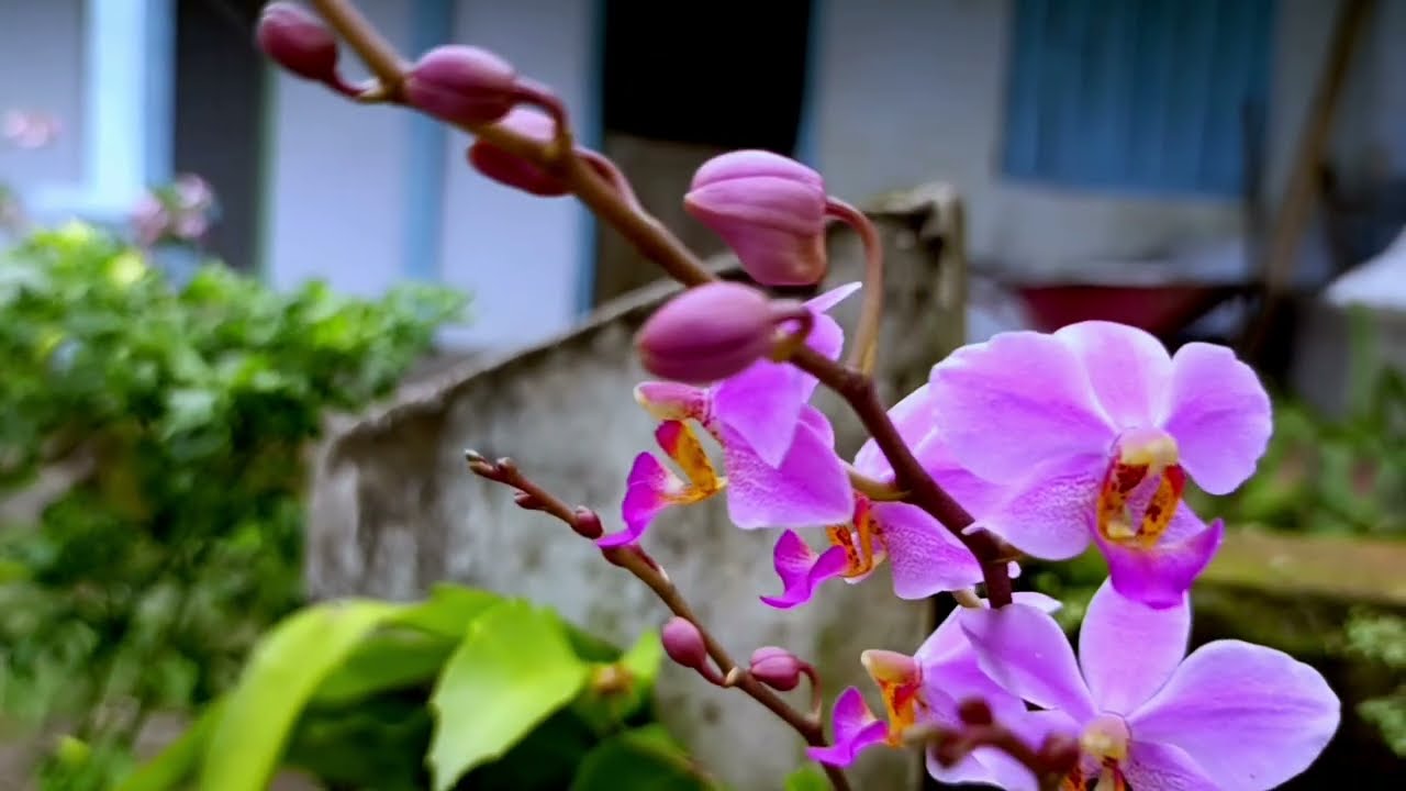 PERTEMUAN|KANDAS|DANGDUT KOPLO|SIMPATIK