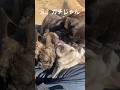 え、これヤバくない？#犬 #喧嘩 #しつけ