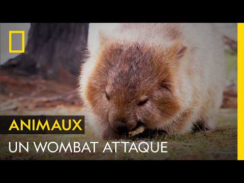 Un wombat attaque un homme qui s'approche un peu trop près de lui