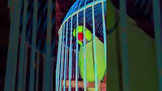 #parrot #bird #parrotsofinstagram #parrots #birds #birdsofinstagram #parrotlover #pet #parrotlife