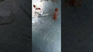 Red ants drinking water.#ants