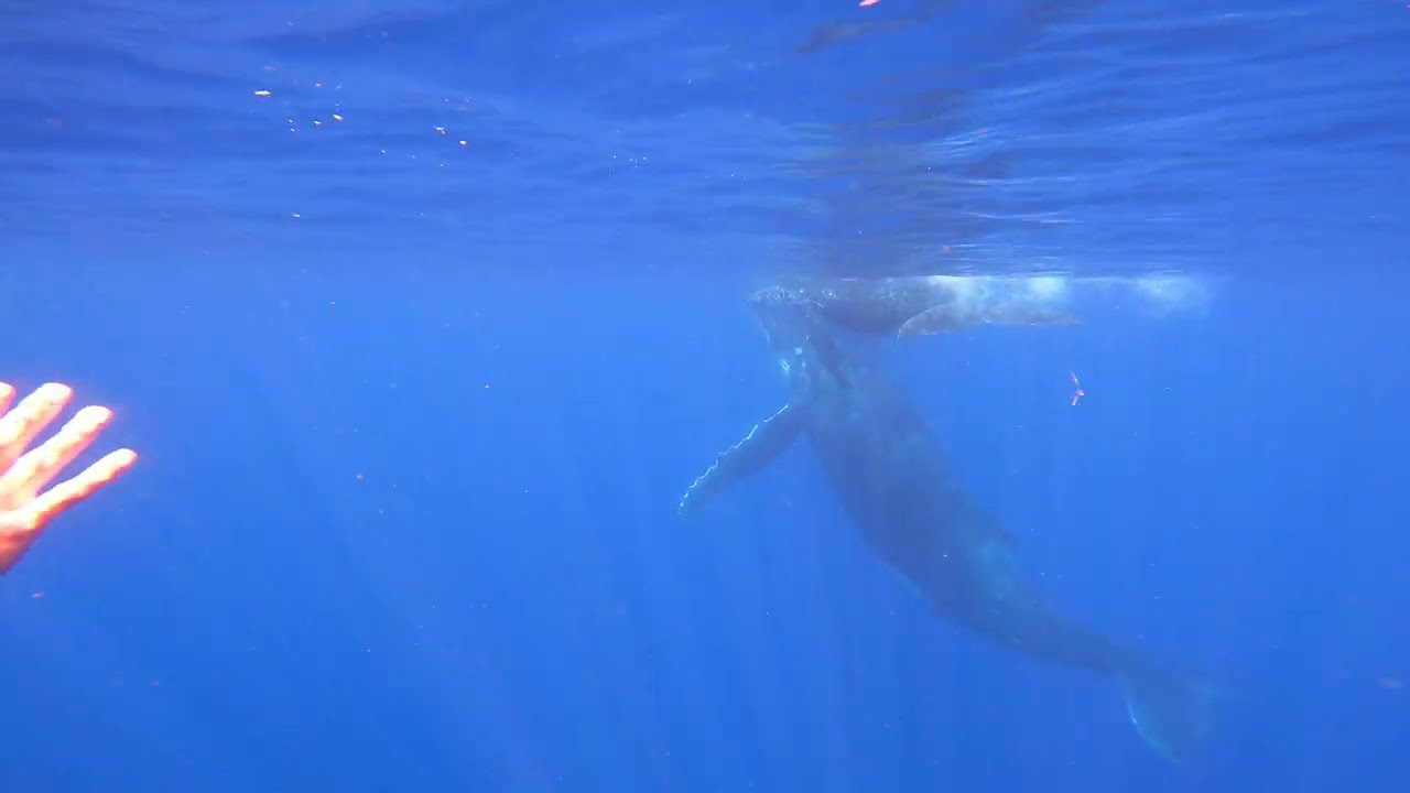 Humpack whales whatching - Tahiti