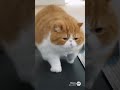 The cat rolls on the treadmill 😂 #viralshorts