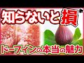 【いちじく】今だから話せるドーフィンの魅力！きっとドーフィンが大好きになりますよ（育て方）