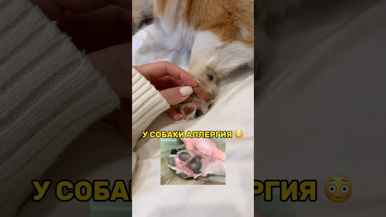 у собаки аллергия на химию? 😳WB: 211393211 - нейтрализатор 