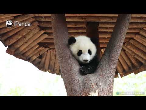 《熊貓早晚安》這顆“熊貓果”看起來很甜 | iPanda