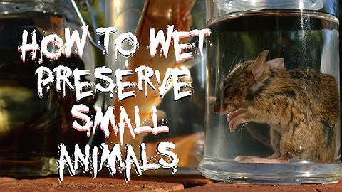 How to Wet Preserve Small Animals