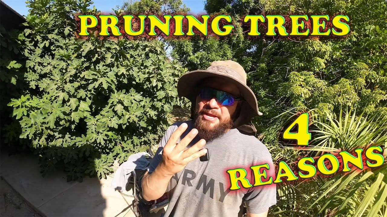 Watch This Before Pruning Your Trees!
