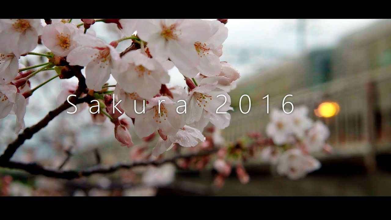 Sakura 2016 | SONY a6300 ( 桜 2016 SONY α6300) - YouTube