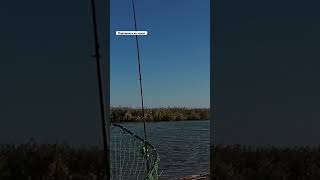 #балык #fishing #рыбалканаозере #carp #рыбалканафидер #рыбалка #carpfishing #рыбалка2025