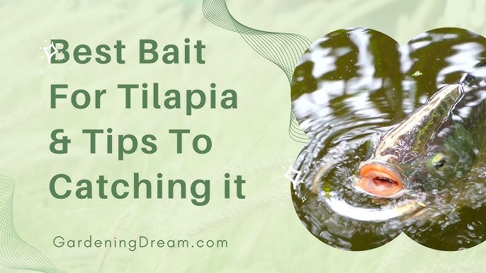 Ultimate Secrets of Tilapia  How to catch Australia's noxious