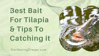 Best Bait For Tilapia & Tips To Catching it screenshot 1
