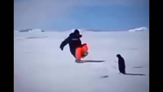 Пингвин POCO X3