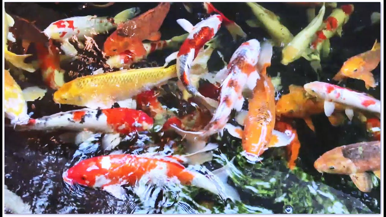 金魚錦鯉顏色鮮艷 Koi Carp Fish Beautiful in China Ornamental Fish 很美麗 姿態動人 吸引你的 ...