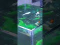 fish tank