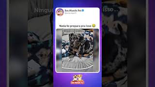 Adolescentes 😂 #animal #br #brasil #shortsvideo #cachorro #gato #humorbrasil  #animalshorts