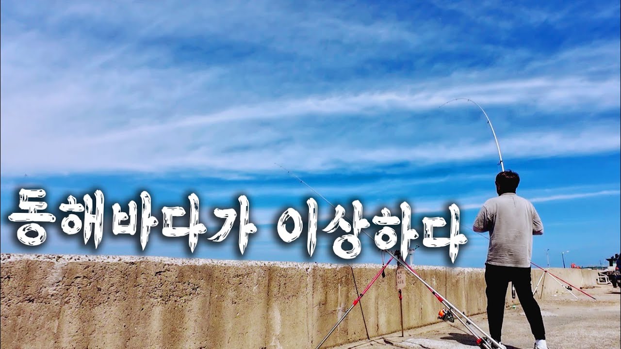 동해에서 볼수 없던 물고기가 나옵니다! 심지어 고급어종이!