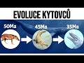 Evoluce kytovců | Bruno