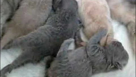 Video 11735171: cattery british, british kitten