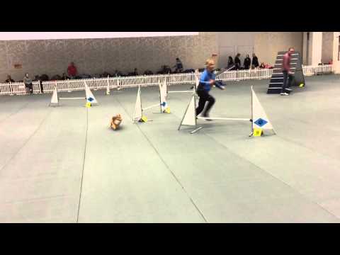 2015-12-12 Stockholms hundmässa,