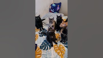 Cat metronome #catsfunnyvideos