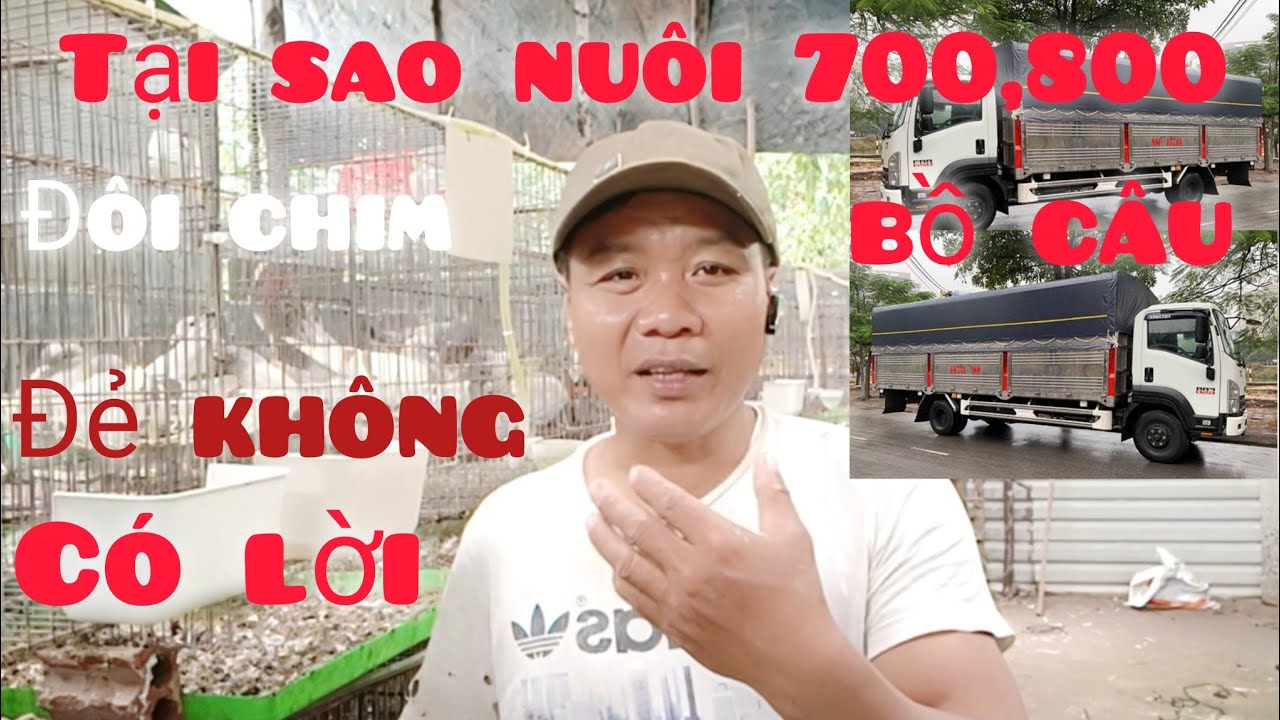 Tại sao nuôi 700,800, đôi chim bồ câu đẻ không có lời, và một số vấn đề khác,