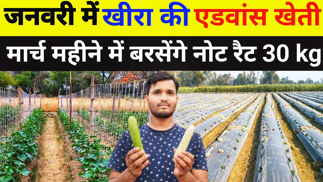 खीरा की एडवांस खेती कैसे करें//kheera ki kheti//khire ki kheti kab aur kaise karen//khira ki kheti