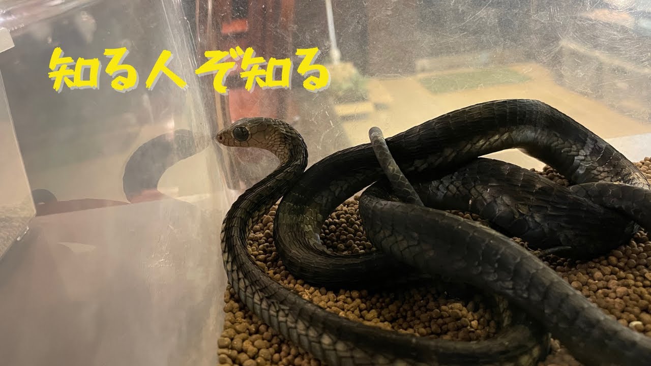 クロキヘビ 大きい目と真っ黒の身体がかっこいい アフリカの樹上性ヘビを紹介 Youtube