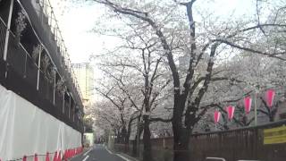 【HD】桜満開の目黒川の朝 / Cherry Brossoms in Meguro Rvier,Nakameguro,Tokyo,Japan 20170405