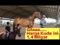 KUDA HARGA 1,4 MILYAR ||  GOKIL.. ATLET INI PUNYA KUDA TOTAL  ADA 35 EKOR GAIS