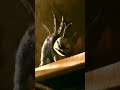 الجزء التشويقي الأول لملخص    النسخة الحية قصة صداقة مش طبيعية من ديزني 