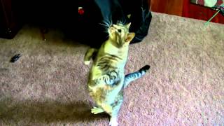 cleko and mr t with the bird toy