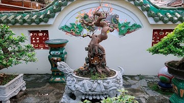 Thanh Lý Lô Cây Cảnh Bonsai Nghệ Thuật Rất Đẹp, Giá Lại Rẻ Cho Anh Em 0399903128