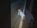 20260613 야간 산책 0 Night walk - 따야 Ddaya🥰#왕크왕귀 #진도믹스 #황구 #시고르자브 #댕댕이 #힐링 #위로 #펫로스 #7080 #무반주노래