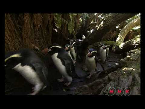 วีดีโอ: A คู่มือฉบับสมบูรณ์หมู่เกาะ Subantarctic ของนิวซีแลนด์