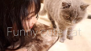 Cute daily life of cat ❣️モコちゃんの日常に密着❣️British long hair