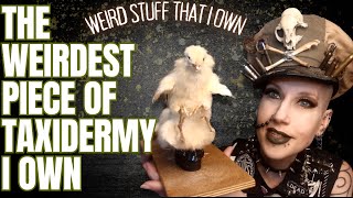 The Weirdest Piece Of Taxidermy I Own | Weird Stuff That I Own | Madame Absinthe