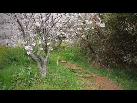 오륙도의 봄 Oryukdo Spring