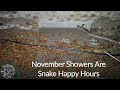 November Showers Are Snake Happy Hours